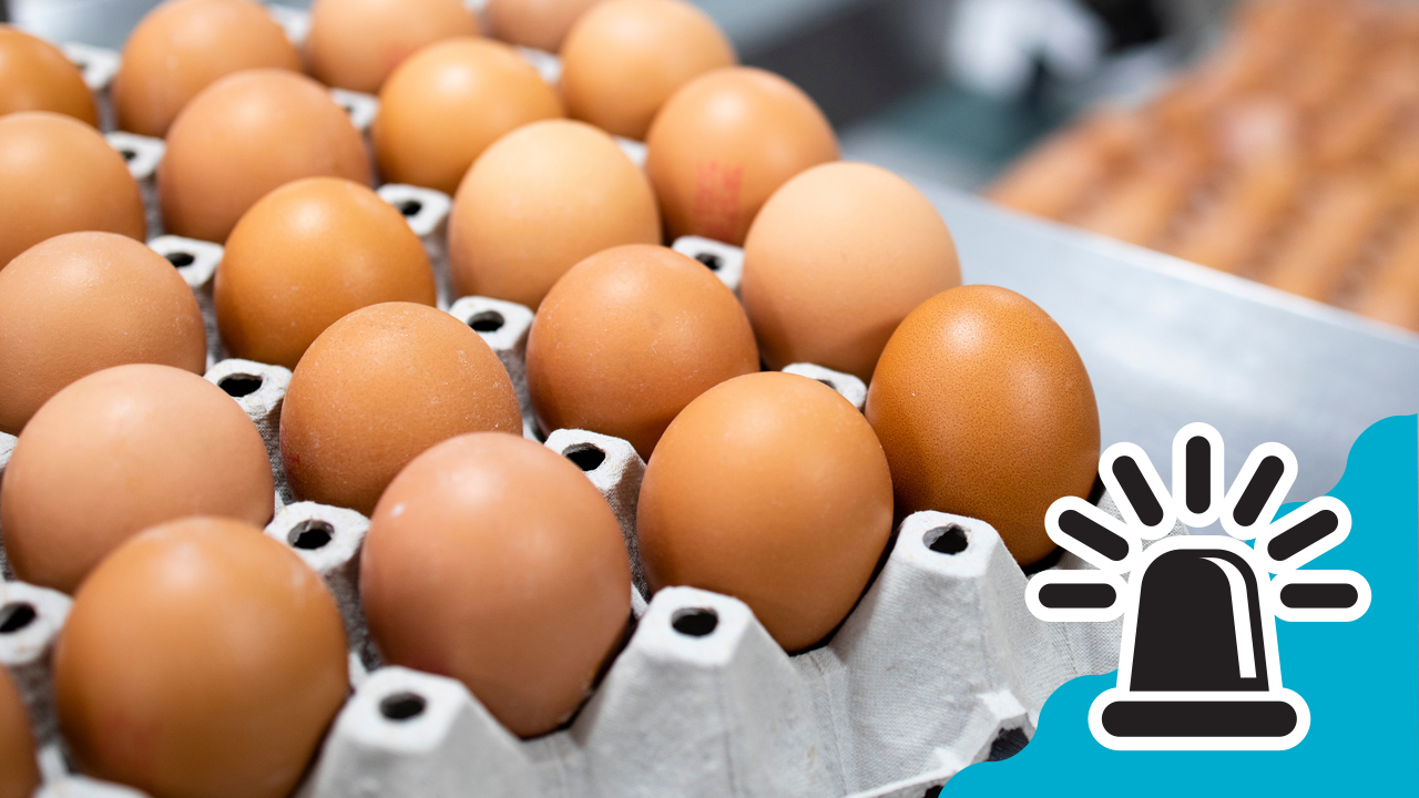 salmonella huevos